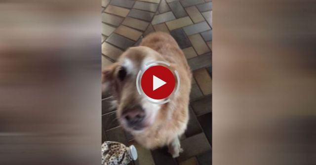 Dog Reacts To Her Cancer Test Results.