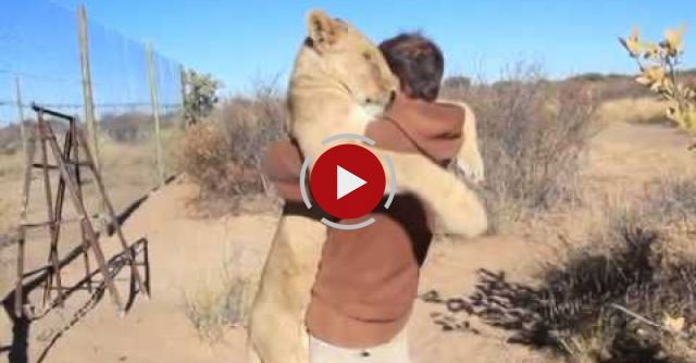 Just Enjoying Life With Some Terrifying Lions!