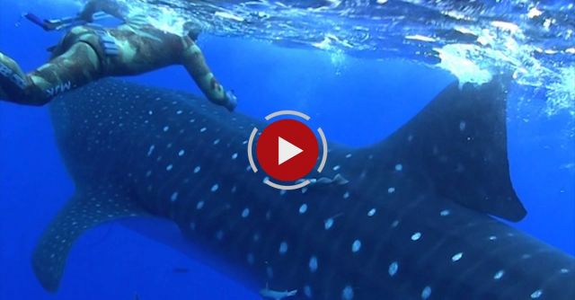 Insane Whale Shark Crash Attack!