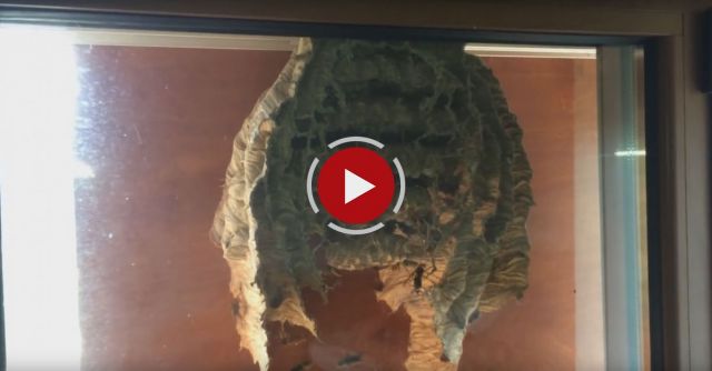 Huge Wasp Nest On My Window