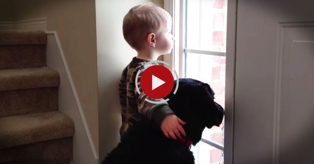 How To Comfort A Sad Dog