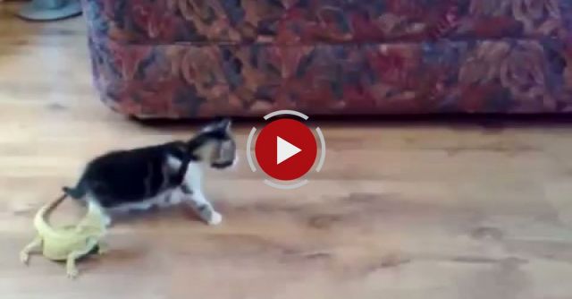 Kitten Vs. Lizard