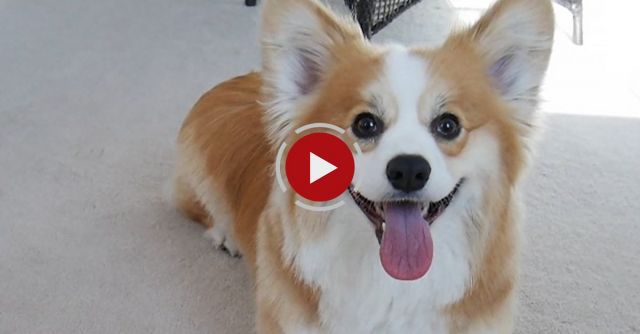 35 Corgis To Get You Through Your Day