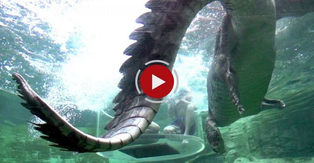 Jumping Crocodiles In Slow Motion