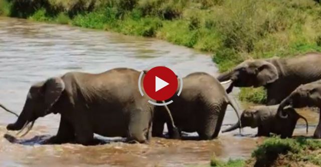 Elephant Calf River Rescue