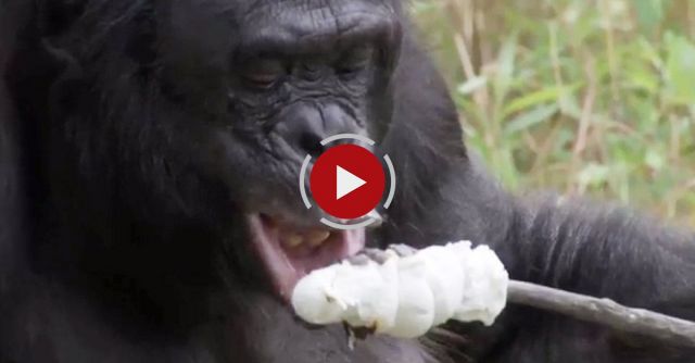 Bonobo Builds A Fire And Toasts Marshmallows