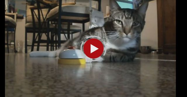 Cat Rings Bell For Service And Treat...