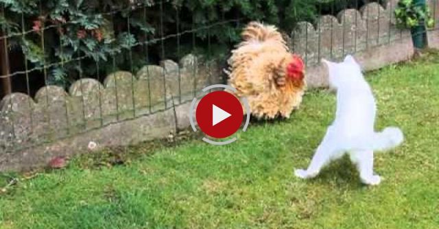 Cat Vs Chicken, Epic Fight