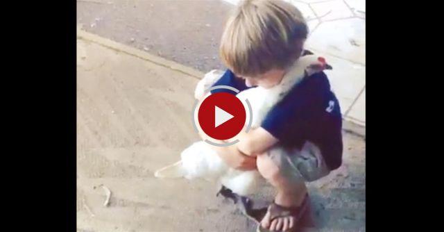 Have You Hugged Your Chicken Today?