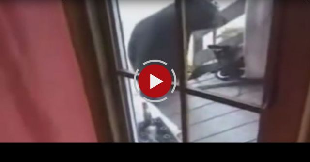 Cat Defends Mother And Son From Grizzly Bear!