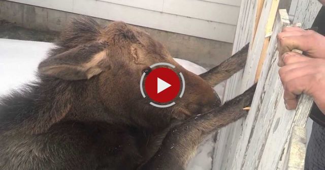 Baby Moose - Caught In Gate