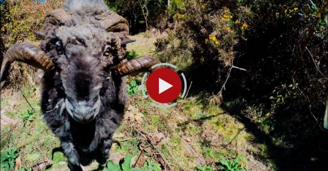 Angry Ram Takes Down A Drone... And Its Owner