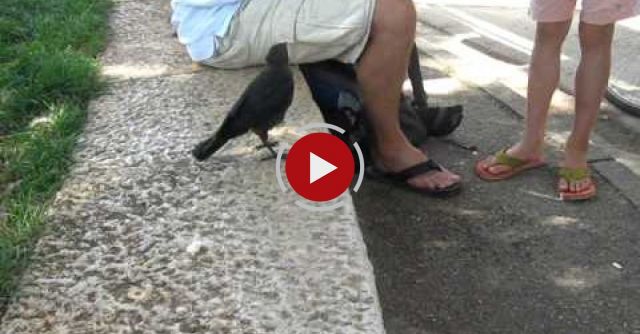 A Very Smart Bird - Thirsty Crow Comes To Humans For Help