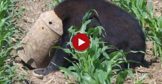 Lumberjack Rescues BLACK BEAR With Milk Can Stuck On Head