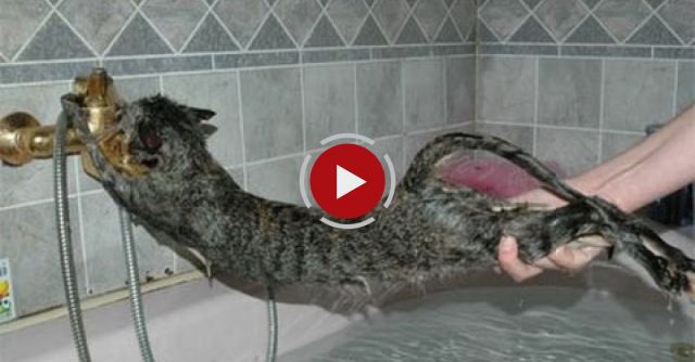 Cats Just Don't Want To Bathe