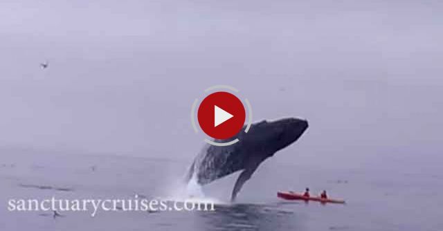 Humpback Whale Breaches On Top Of Kayakers