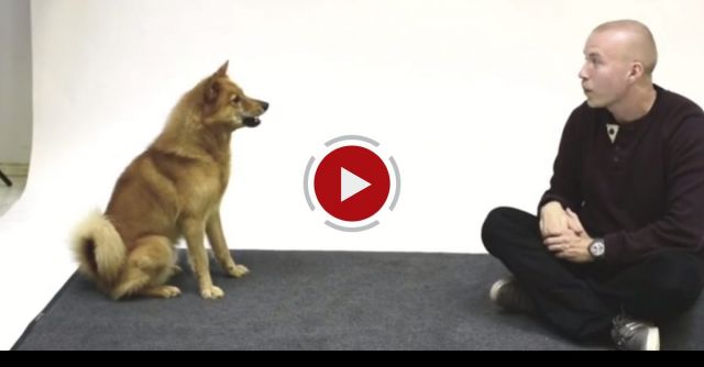 How Dogs React To Human Barking?