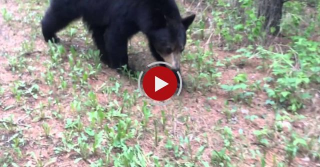 Two Runners Encounter Black Bear While Hiking