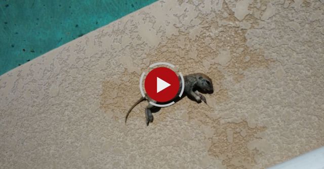 The Day I Saved A Ground Squirrel From Drowning