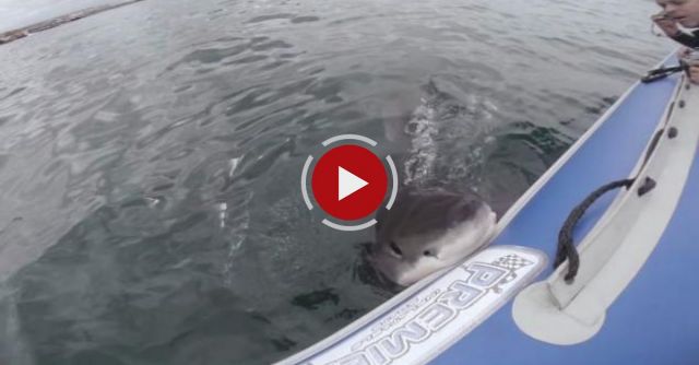 Shark Attack: Great White Attacks Boat