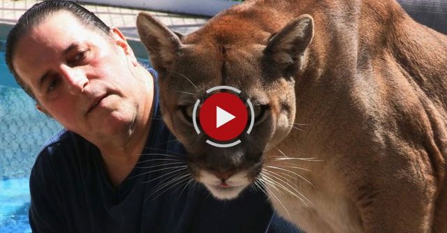 Cougar Man: Living With A Mountain Lion