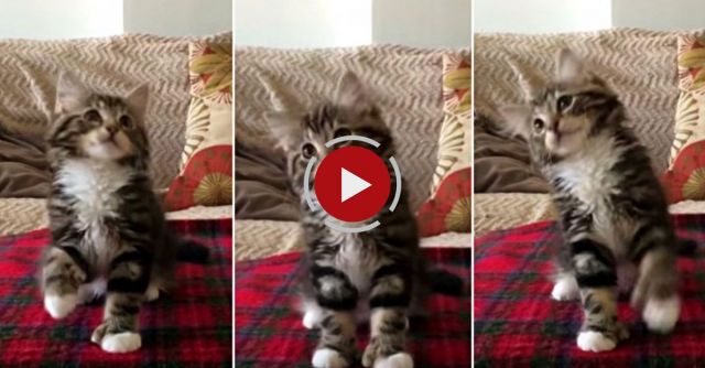 Uptown Kitty Funk Video