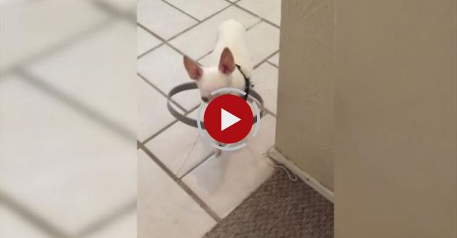 Bumper Buddy In Action!