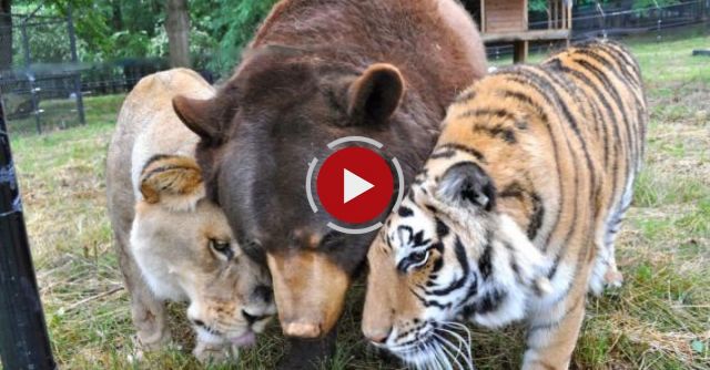 Lion, Tiger And Bear All Live Together At Noah's Ark Sanctuary In Georgia