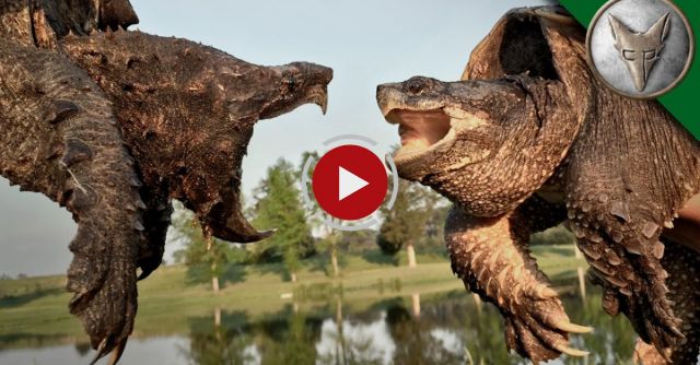 Alligator Snapping Turtle Vs Common Snapping Turtle