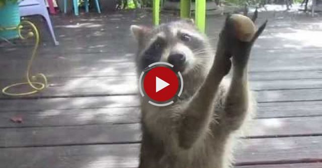 Rocksy The Raccoon Knocks At The Door For Food! 