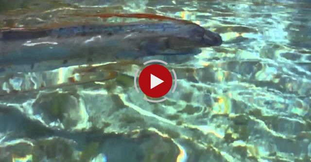 Rare Oarfish Sighting