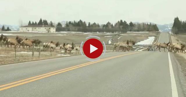 Massive Herd Of Elk In Montana