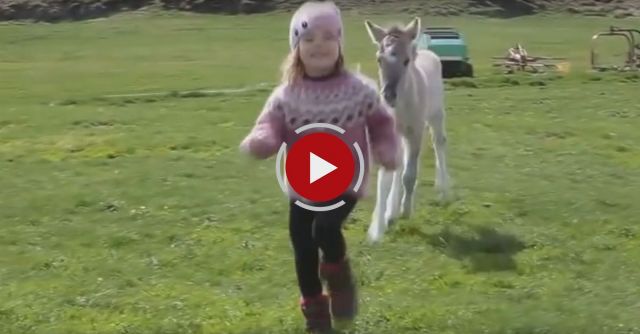 Brogi The Rescued Foal Strikes Up An Unlikely Friendship
