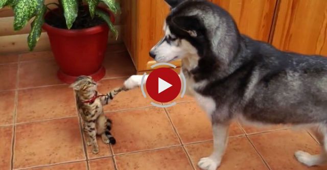 Husky Meets A Cat