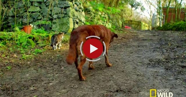 An Unbreakable Furry Bond