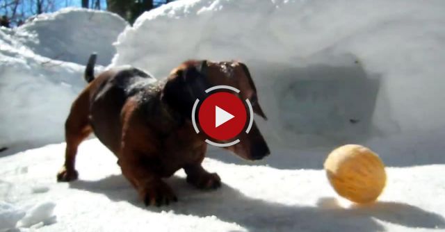 Playing Hockey With Cute Dachshund Dogs
