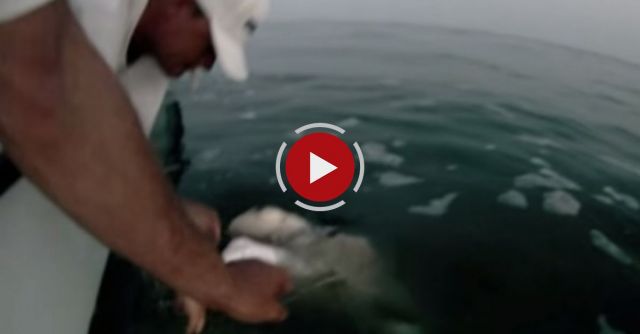 Best Shark Attack Video