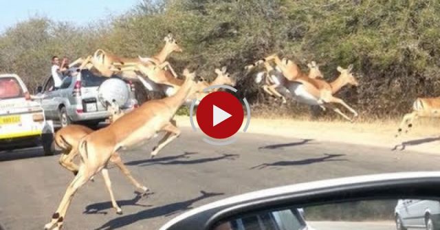 Cheetah Chases Impala Antelope Into Tourist's Car On Safari
