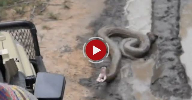 Huge Python Strikes At Open Safari Vehicle 