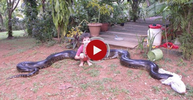 Giant Anaconda Captured After Eating Neighbour's Dog