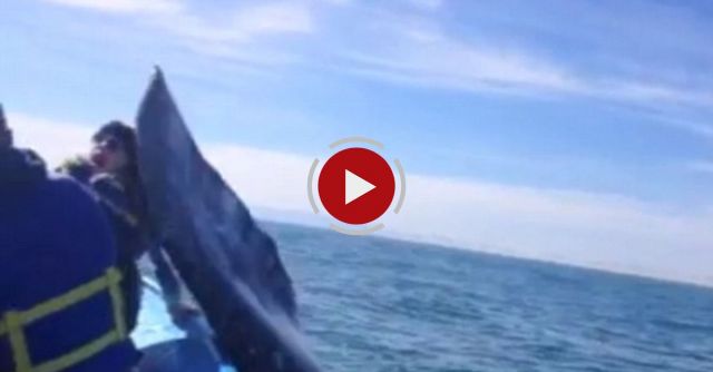 Girl Gets Slapped In The Face By A Whale