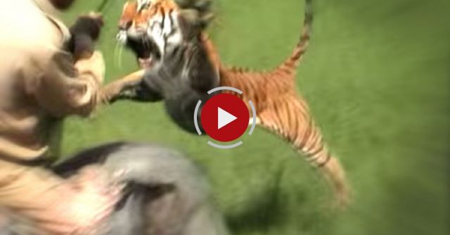 Tiger Charges At Man Riding Elephant