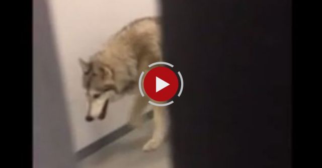 Epic SochiFail: Wolf In My Hall