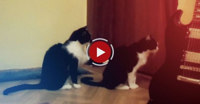 Cat Tries To Apologize