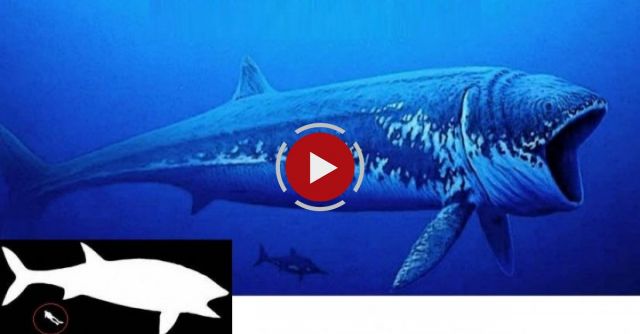 World's 10 Biggest Animals Of All Time
