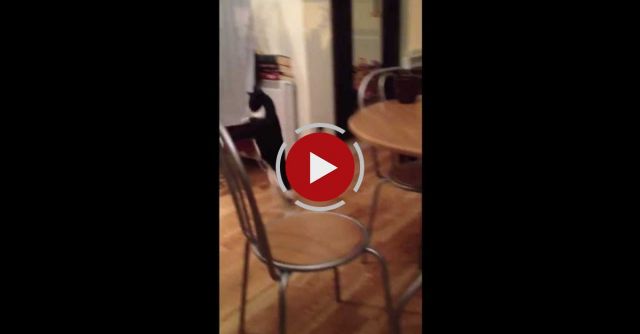 Mr Bouncy Cat - The Funny Cat Walk Hop