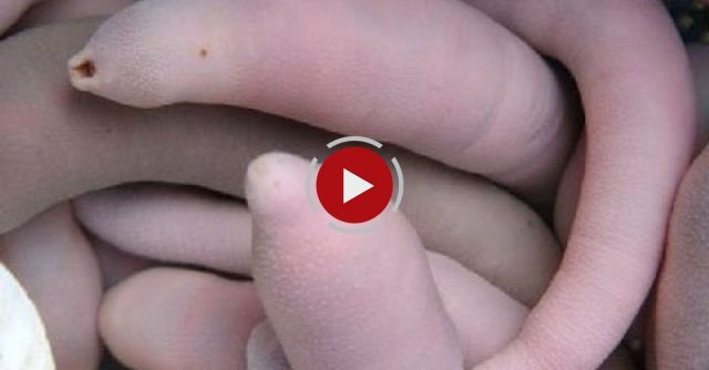 100 Most Weirdest And Rarest Animals In The World 