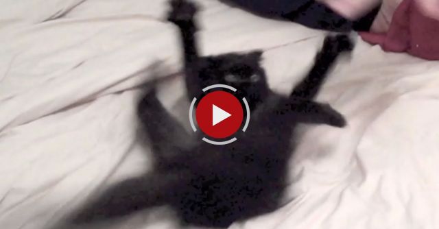 How To Calm Down A Crazy Kitteh!