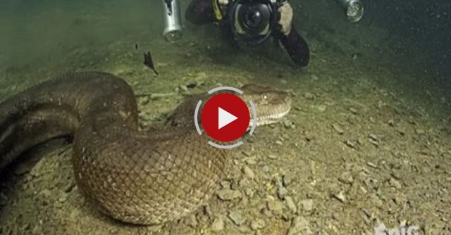 Diver Discovers Giant Anaconda