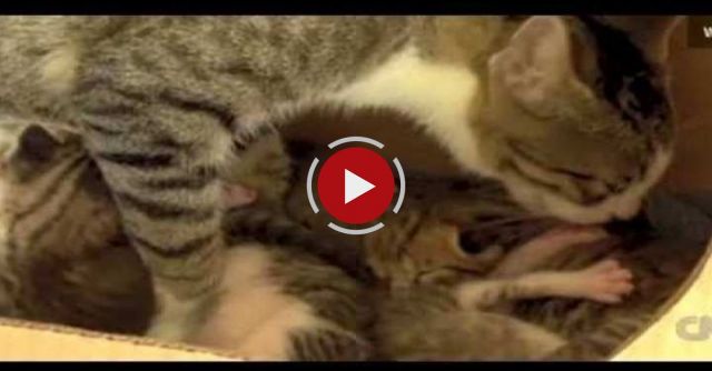 !!SQUIRREL ADOPTED BY CAT LEARNS TO PURR!!